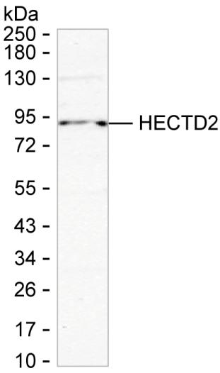 HECTD2